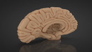 人体大脑C4D模型 Cerebro 3d model-缩略图