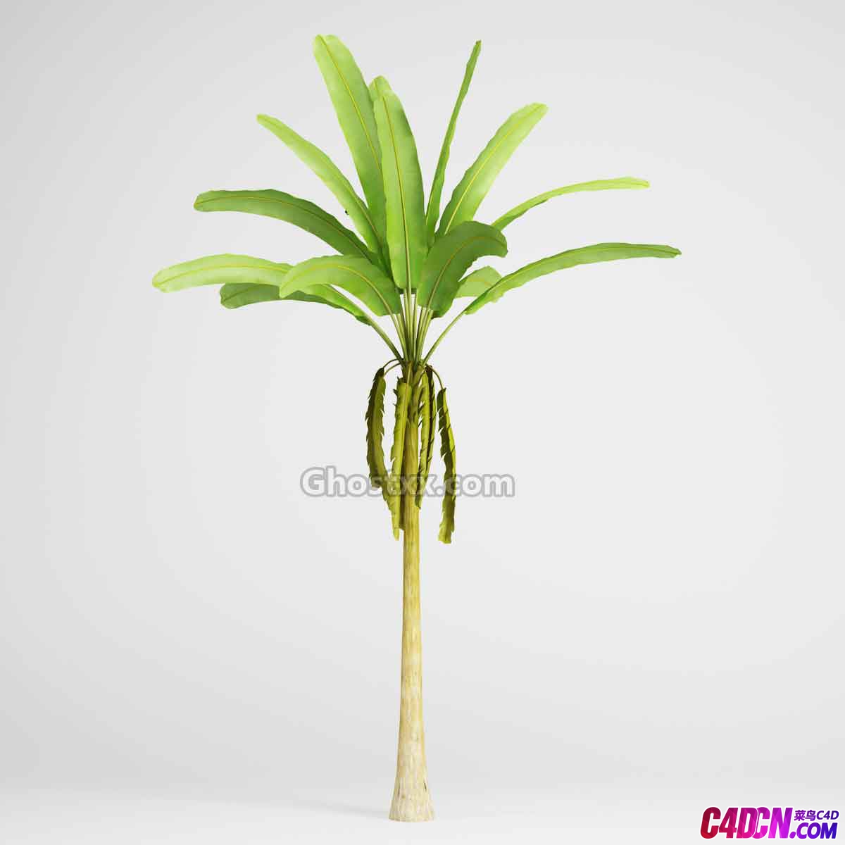 芭蕉/野生香蕉树树木C4D模型