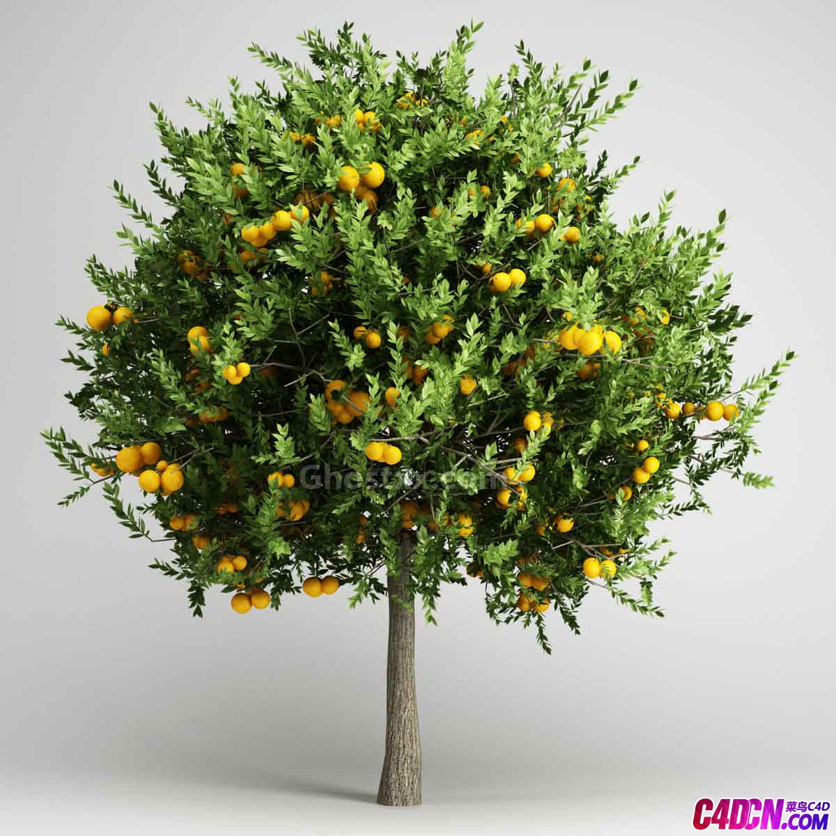 柑橘冬虫夏草/橙树树木C4D模型 CNA15-20