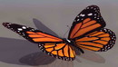 花蝴蝶3D模型 monarch butterfly-缩略图
