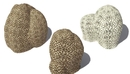 三款蜂巢珊瑚C4D模型 Goniastrea edwardsi Honeycomb Coral-缩略图