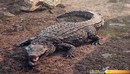 Crocodile – 3D Model-缩略图