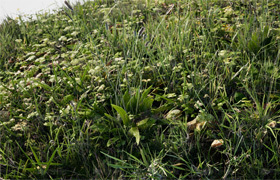 Megascans Meadow Pack