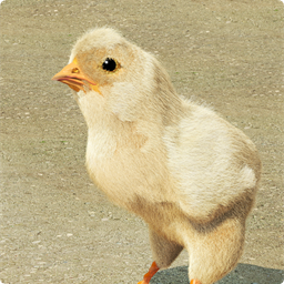Chick-1-Packaged_bundled