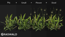 Graswald for Blender-缩略图