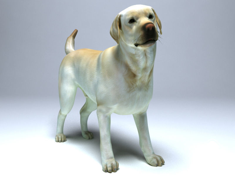 Cgtrader - Labrador Dog Low-poly 3D model