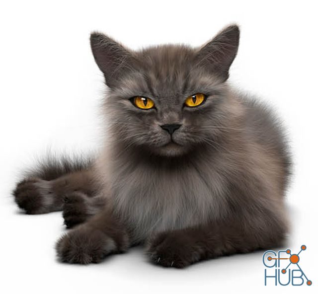 Fluffy cat model猫咪模型