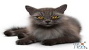 Fluffy cat model猫咪模型-缩略图