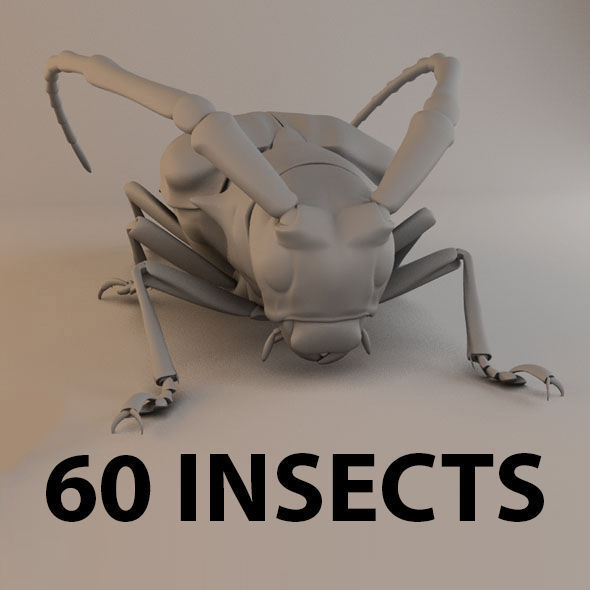 Cgtrader - Insects - Beetles Pack - 60 Species 3D model