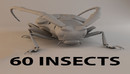 Cgtrader - Insects - Beetles Pack - 60 Species 3D model-缩略图