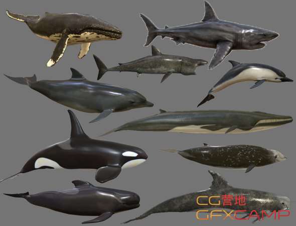 CGTrader - Big Fish Collection Low poly - Animated Low-poly 3D model
