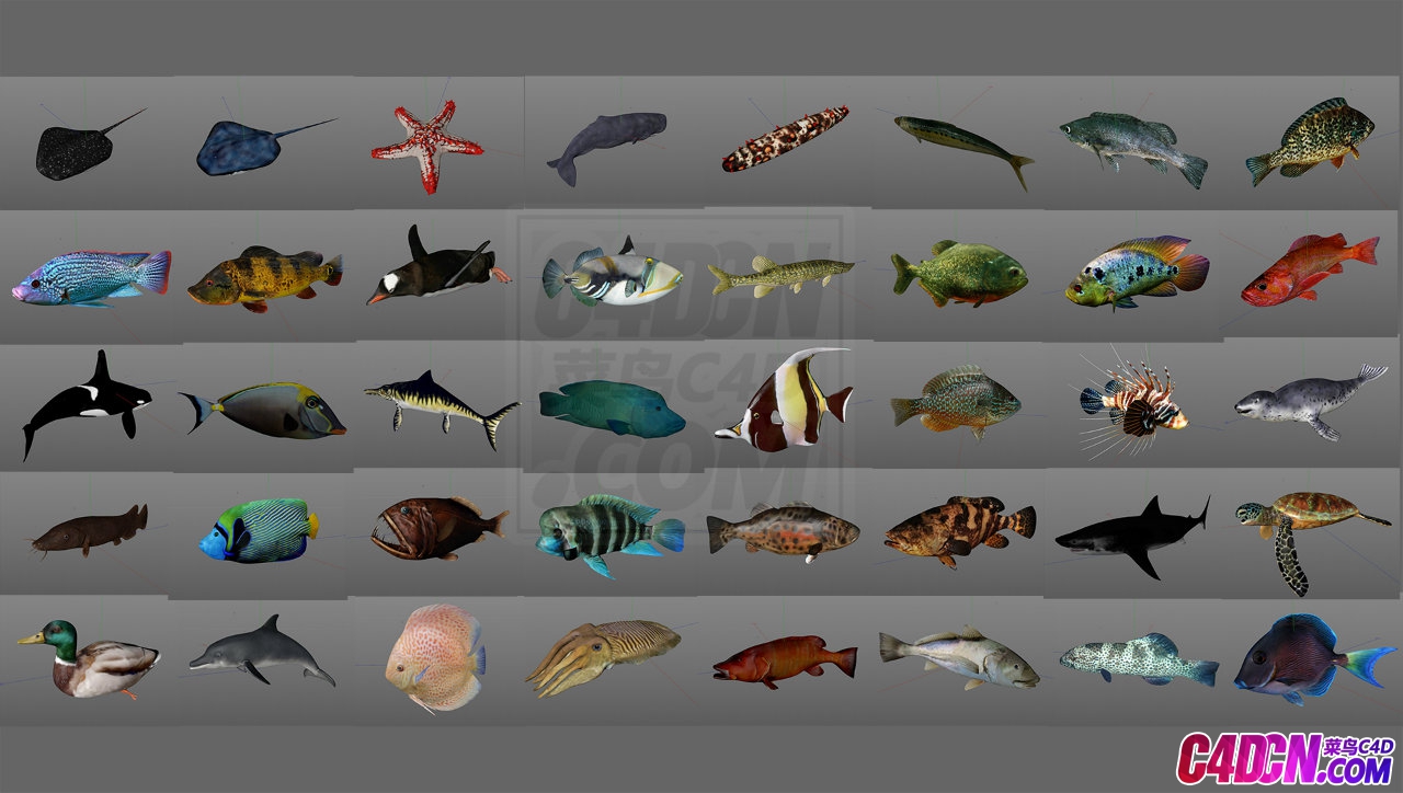 Low poly Fish Collection Animated Pack 2-4