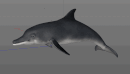 Low poly Fish Collection Animated Pack 2-4-缩略图