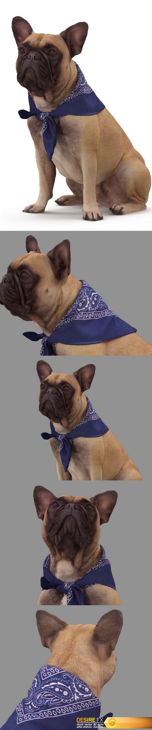 Dog #2 Full Body scanned 3d model