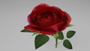 一枝玫瑰花C4D模型 Rose（R15）-缩略图