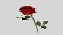 一枝玫瑰花C4D模型 Rose（R15）-缩略图