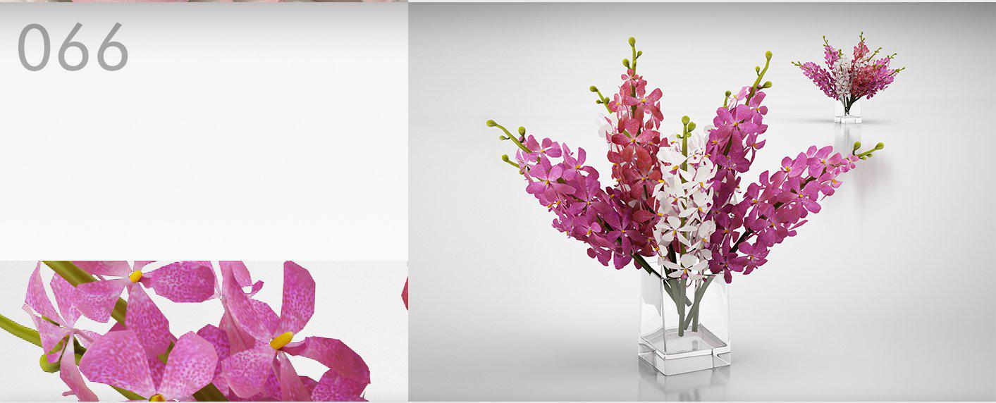 室内装饰花卉花瓶：兰花、蝴蝶兰C4D模型 Orchid flower 3D model