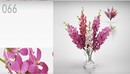 室内装饰花卉花瓶：兰花、蝴蝶兰C4D模型 Orchid flower 3D model-缩略图