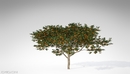 20种果树3D模型 XfrogPlants – FRUIT TREES-缩略图