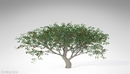 20种果树3D模型 XfrogPlants – FRUIT TREES-缩略图