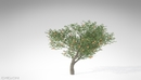 20种果树3D模型 XfrogPlants – FRUIT TREES-缩略图