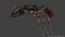 巨大的蚂蚁怪物 - 低聚3d模型与纹理-缩略图