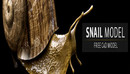 昆虫模型：蜗牛3D模型 Snail Model（C4D格式带贴图）-缩略图