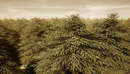 [Octane Render] C4D octane_HDRI_fog中文全面讲解-缩略图